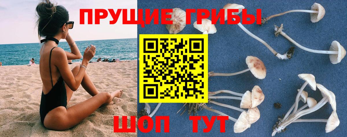 Псилоцибиновые грибы Psilocybine cubensis Новодвинск